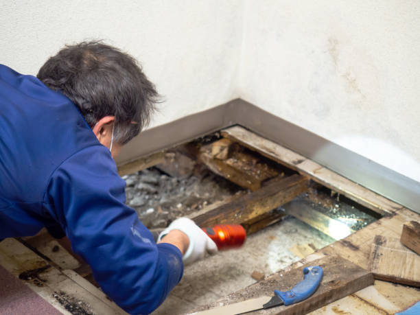 Best Mold Remediation  in Fort Deposit, AL