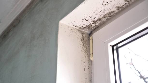 Best Residential Mold Removal  in Fort Deposit, AL
