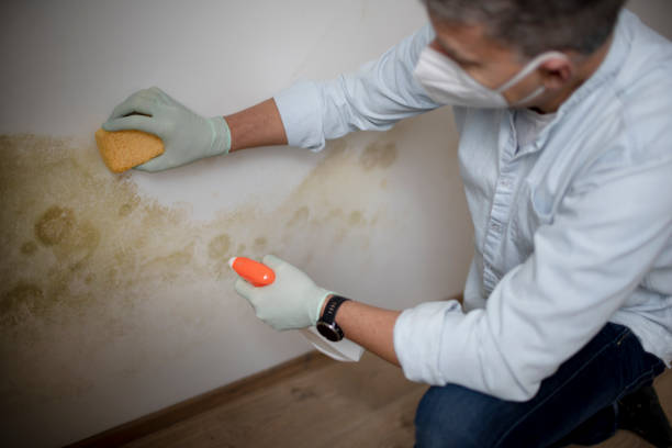 Best Fast Mold Removal  in Fort Deposit, AL