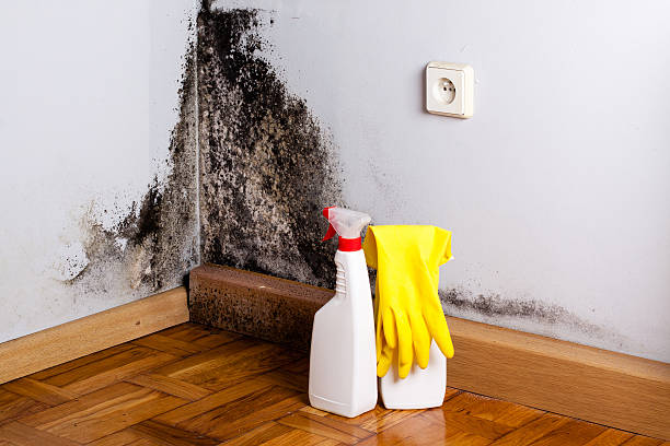 Best Residential Mold Removal  in Fort Deposit, AL