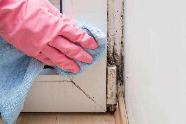 Certified Mold Removal in Fort Deposit, AL